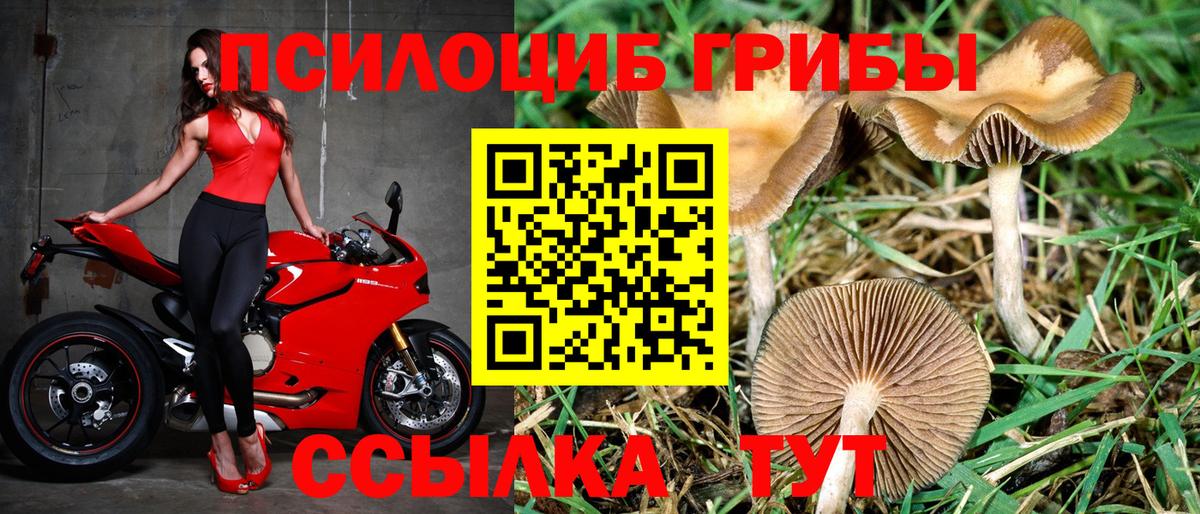 где продают наркотики  Галлюциногенные грибы Psilocybe  Вход с VPN  Псилоцибиновые грибы GOLDEN TEACHER  Выкса 